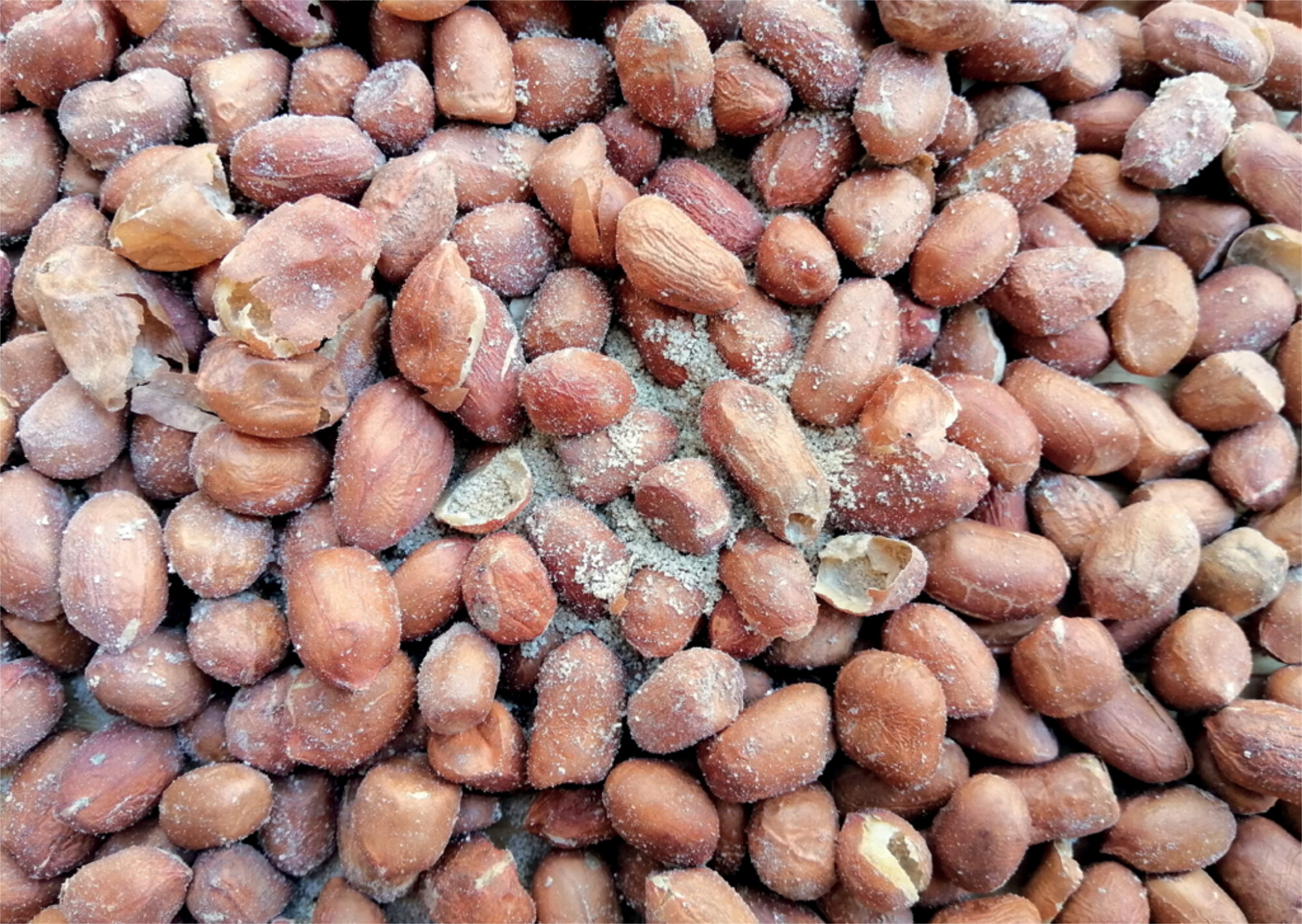 Figure 1. Aspergillus growing on ground nuts that may be contaminated by aflatoxin (photo Shutterstock)