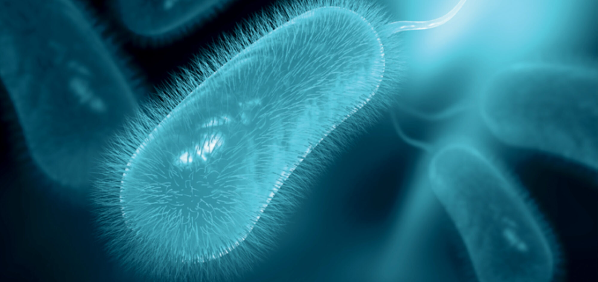 Helicobacter pylori bacterium (photo Shutterstock)