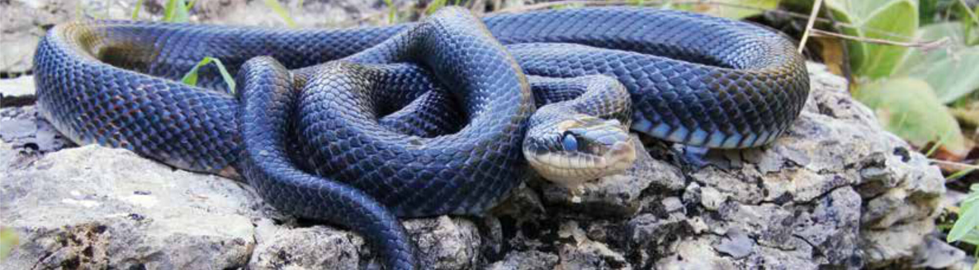 Photo by shutterstock