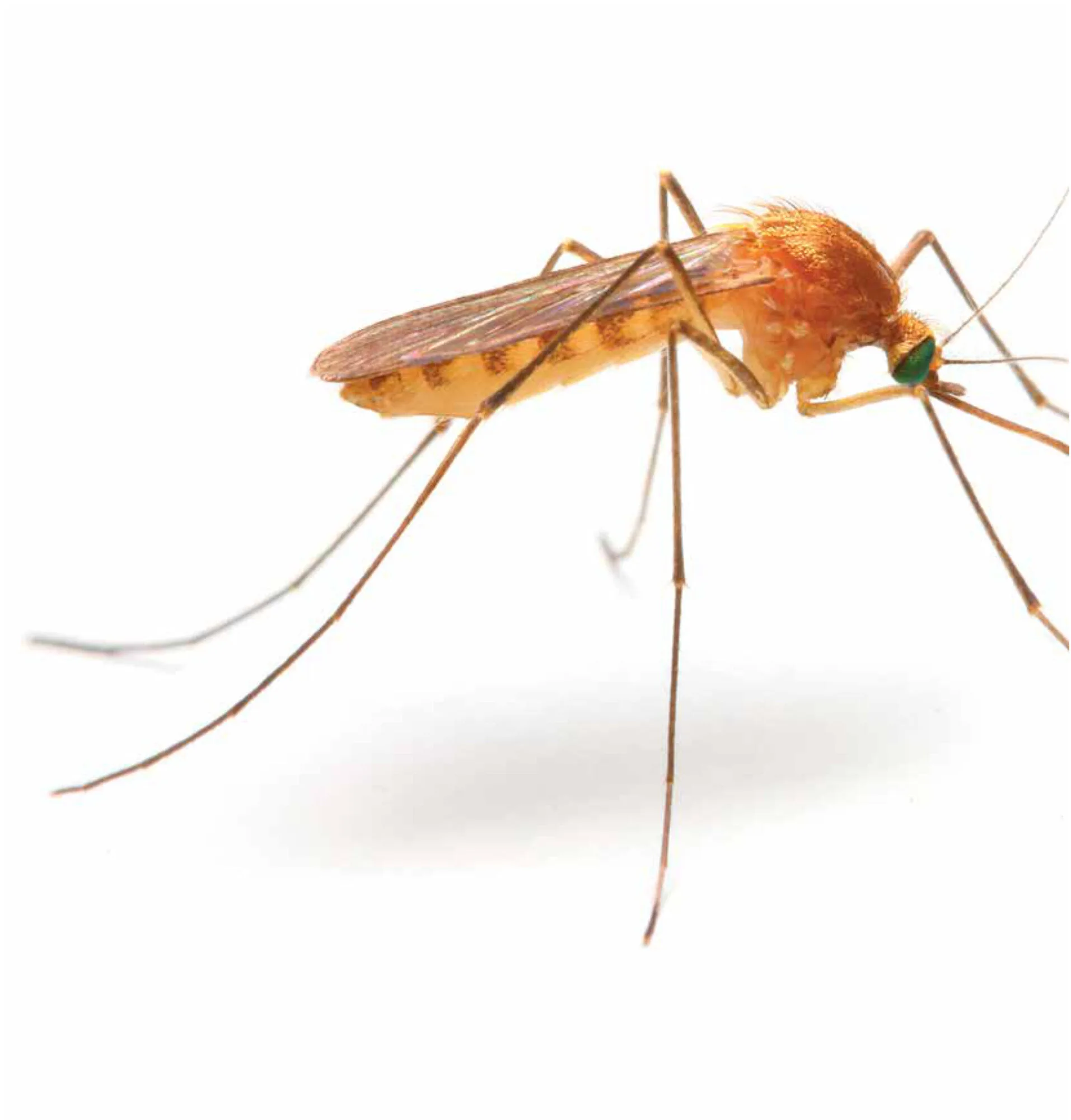 PHOTO KLETR / SHUTTERSTOCK