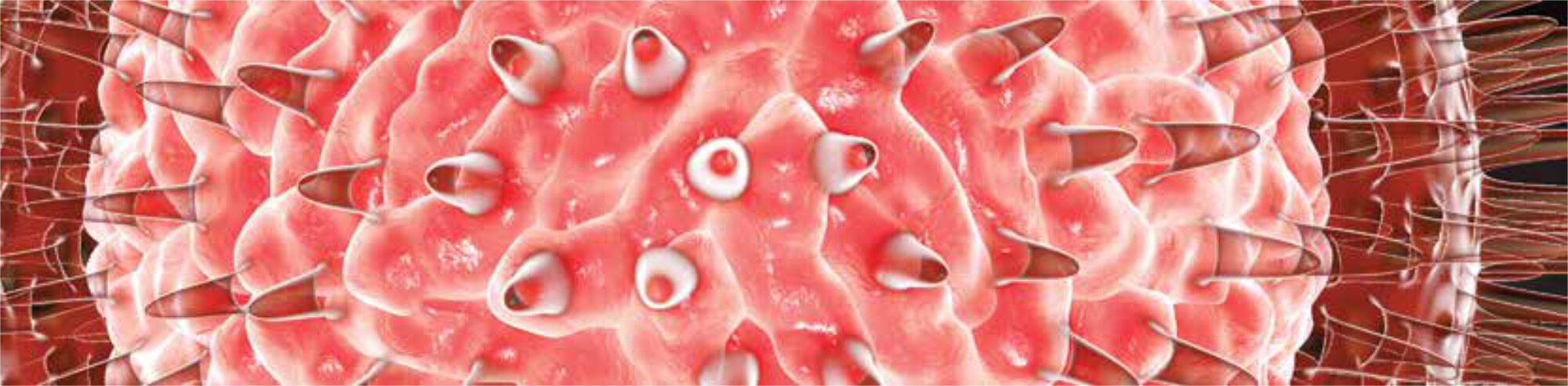 PHOTO KATERYNA KON / SHUTTERSTOCK